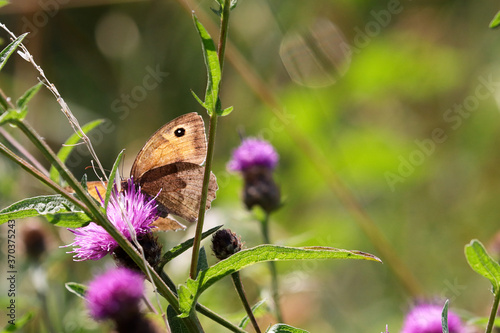 фотографія A Meadow Brown butterfly, Maniola lycaon