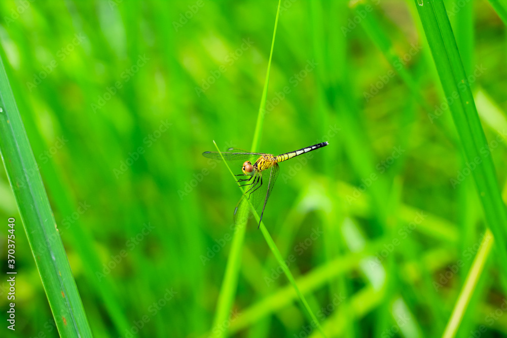 Beautiful nature scene dragonfly. Dragonfly in the nature habitat using as a background or wallpaper.The concept for writing an article. Dragonfly on leaf. Chandpur, Bangladesh / 2020.