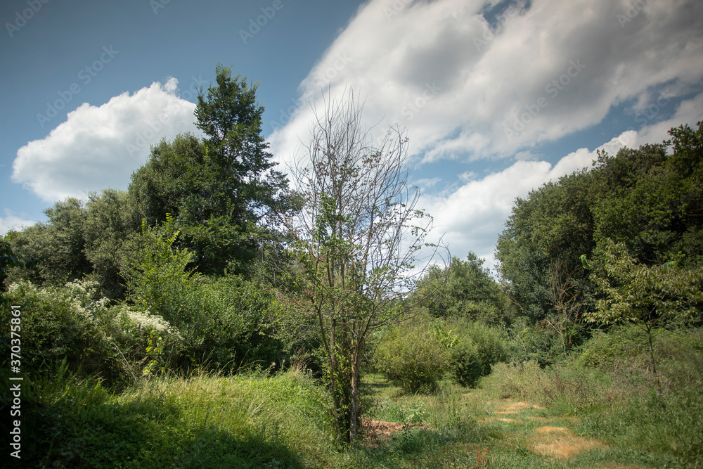 trees in field, Garrotxa, Spain