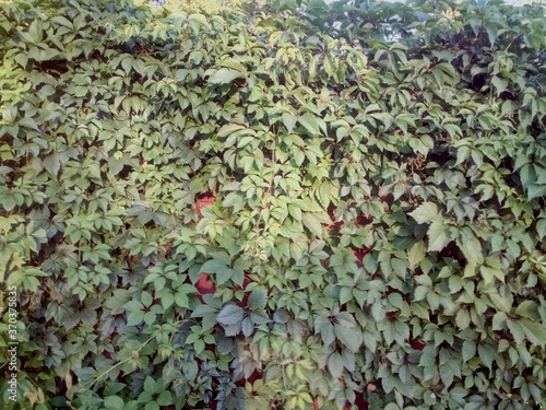 green ivy leaves