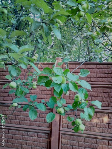 яблоня,фрукт,сад.