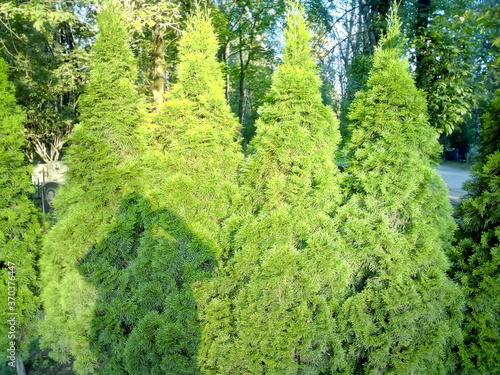 green trees in the park