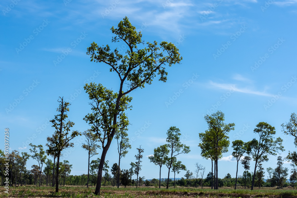 Obraz premium Trees in the field