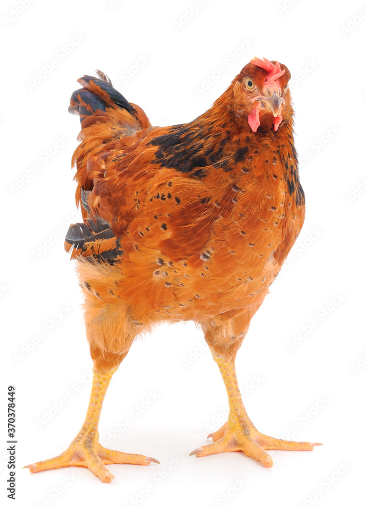 Fototapeta premium Brown house cat.