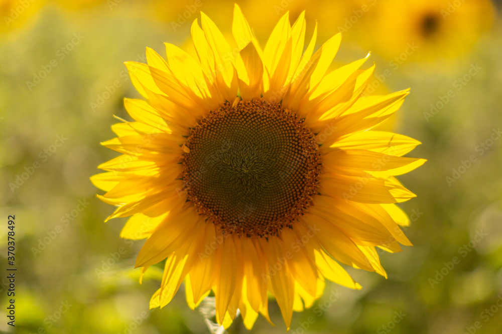 A Close Up Photograph of a Sunflower Head A Close Up Photograph of a Sunflower Head