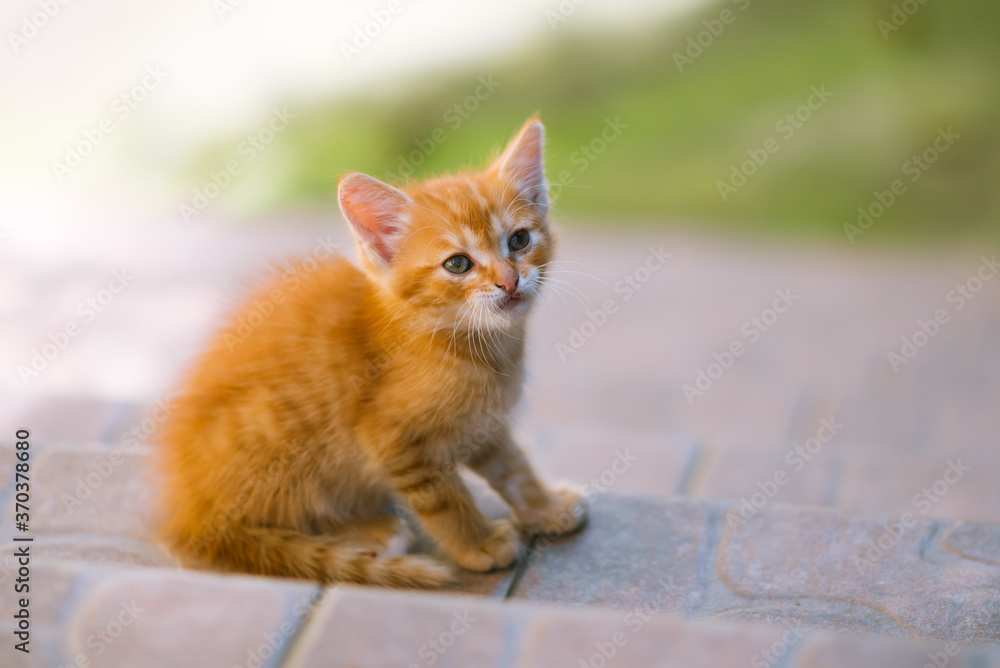 Ginger young kitten. Cute funny cat outside.