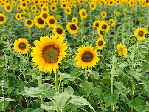 Fototapeta Naklejka Na Ścianę i Meble -  sunflower field in summer