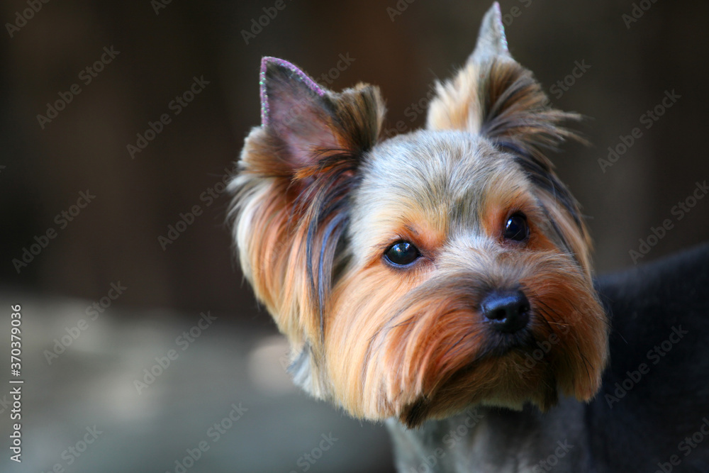 Fototapeta premium image of dog dark background 