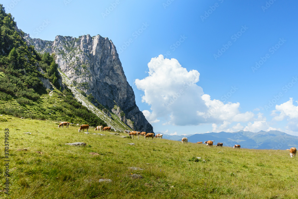Almwiese mit Milchkühen unterhalb eines Felsens in Tirol Österreich