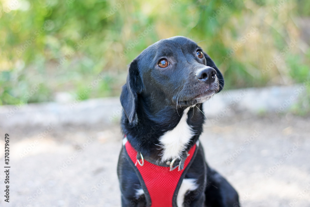 a dark colored dog in a red harness looks up. dog for a walk
