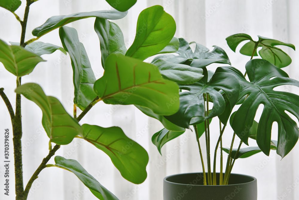 Artificial plant, Closed up of Fiddle leaf fig tree and monstera planted in black  pot, Indoor tropical houseplant for home and living room interior. foto de  Stock | Adobe Stock