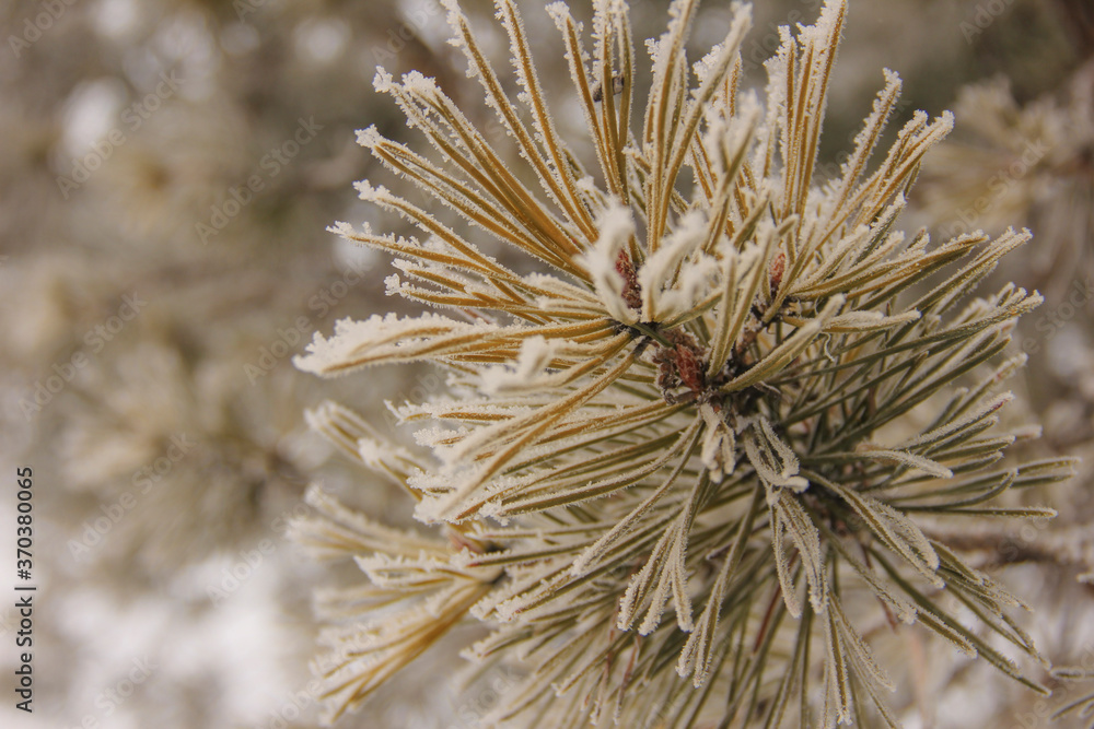 branches ate in frost in freezing weather. frost froze nature. branches ate in frost in freezing weather. frost froze nature.