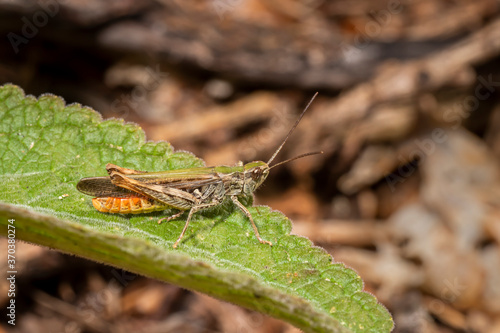 grasshopper sits on a leaf against a blurred background