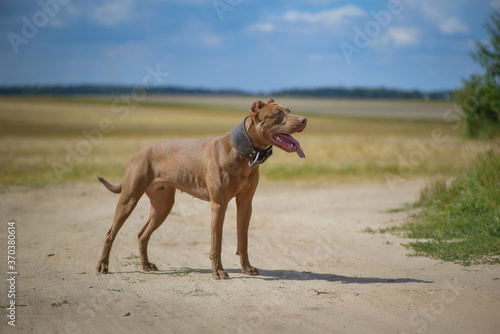 Pit Bull Terrier stands on a field road. Close-up photographed.