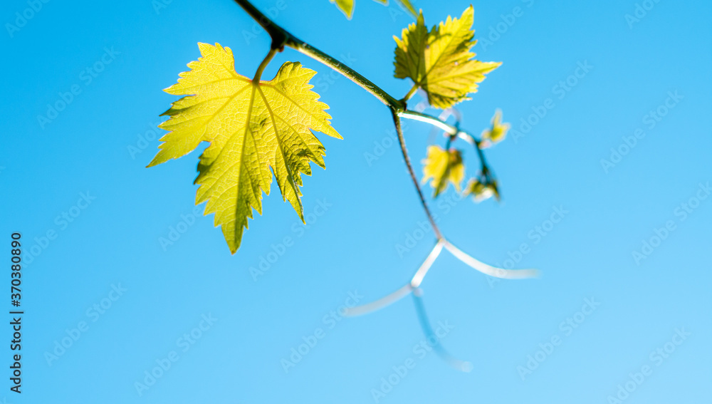 Yellow grape vine leaves and branch in autumn against blue sky, concept: harvest, autumn, abundance Yellow grape vine leaves and branch in autumn against blue sky, concept: harvest, autumn, abundance