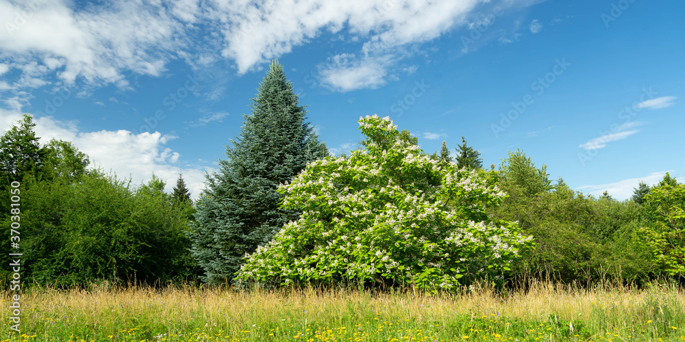 Obraz premium Trompetenbaum