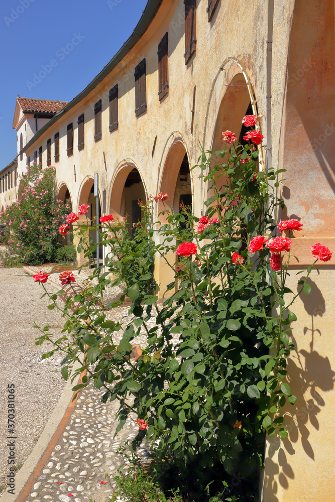 Fototapeta premium Badoere e rose rosse in Italia, Red roses in Badoere in Italy 