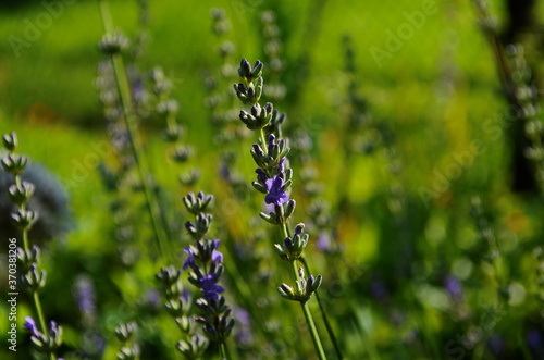 Close up of bunch of lavender flowers in blossom