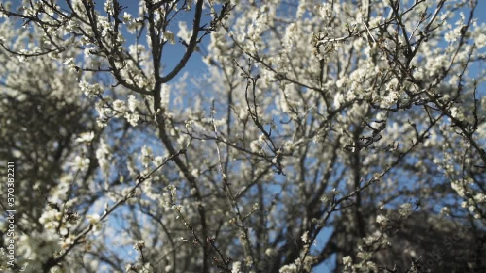 Pan Left to Right of White Cherry Blossoms in Shallow Focus Against a Vivid Blue Sky Pan Left to Right of White Cherry Blossoms in Shallow Focus Against a Vivid Blue Sky
