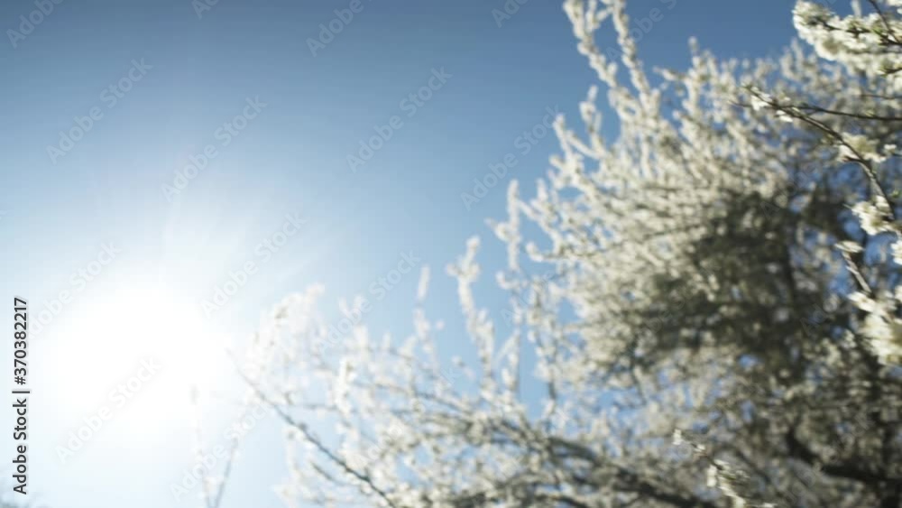 Camera Floats through Dreamy White Cherry Blossoms in a Shallow Depth of Field Against a Vivid Blue Sky as the Sun Flares Through the Branches Camera Floats through Dreamy White Cherry Blossoms in a Shallow Depth of Field Against a Vivid Blue Sky as the Sun Flares Through the Branches