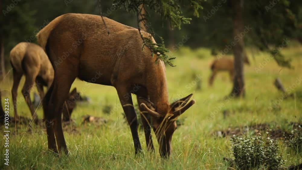 Several Deer Calmy Graze in a Wooded Green Field Several Deer Calmy Graze in a Wooded Green Field