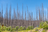 Recently burned forests at Medicine Lake in Jasper National Park. 