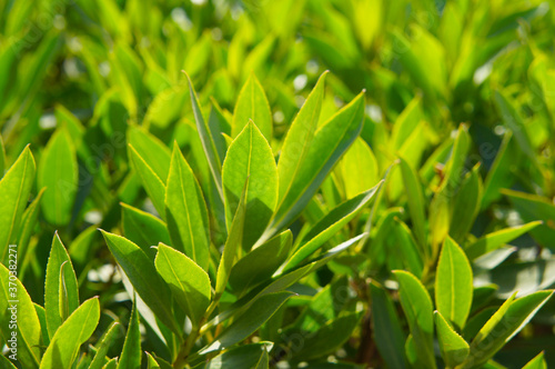Prunus laurocerasus or cherry laurel green leaves in sunlight background