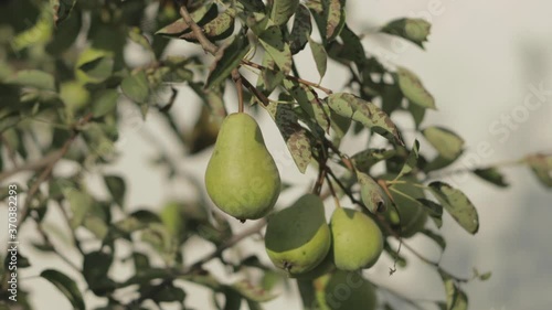 Pear filmed in flat pofile photo