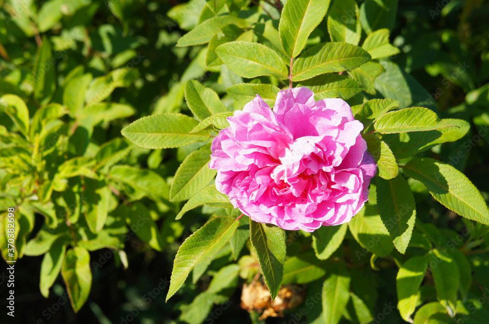 Shrub of hybrid rugosa rose therese bugnet with one pink flower Shrub of hybrid rugosa rose therese bugnet with one pink flower
