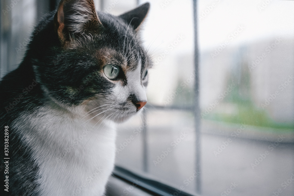 Sad cat sits at the window and looks out into the street. Pet theme with space to copy