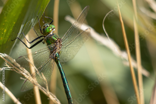 big green dragonfly clings to a reed