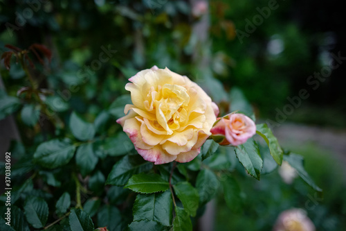 Rose im Garten 