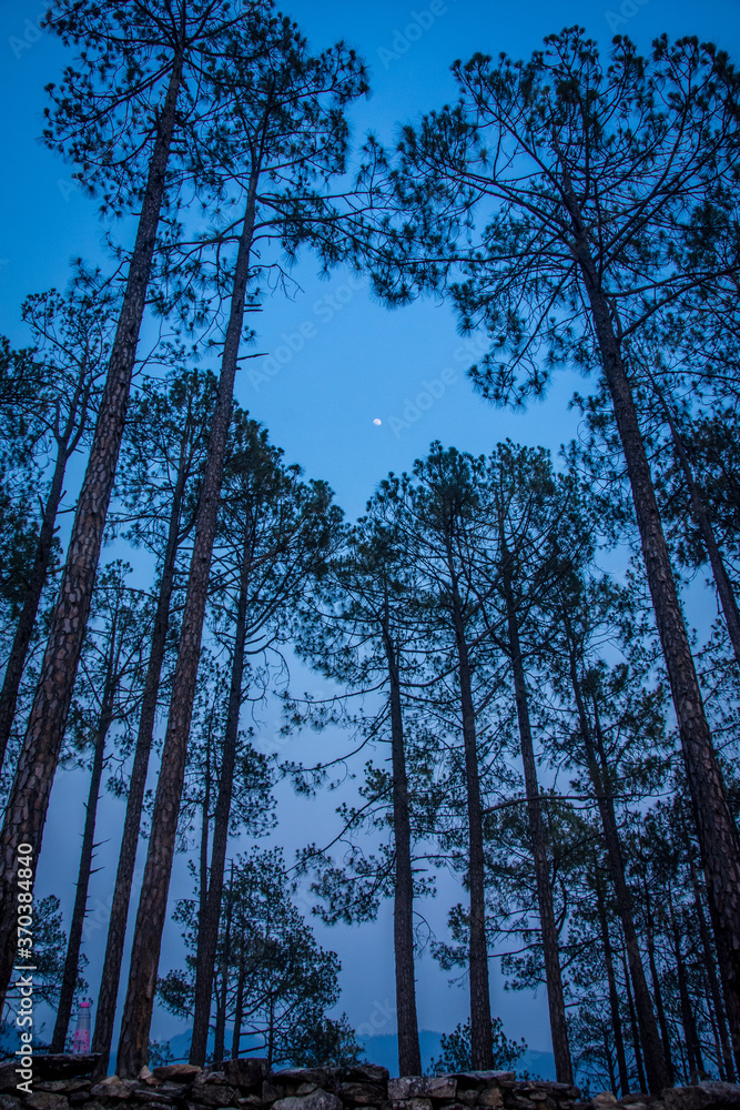 trees and sky trees and sky