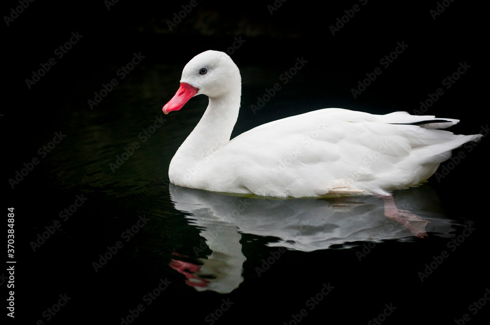 Fototapeta premium swan on the water