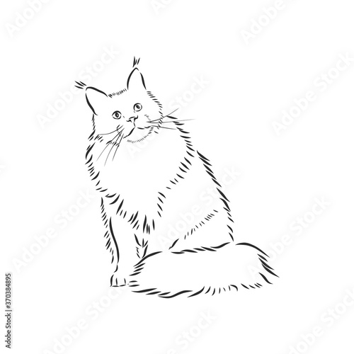 Maine coon cat portrait. Hand drawn vector illustration. Can be used separately from your design.