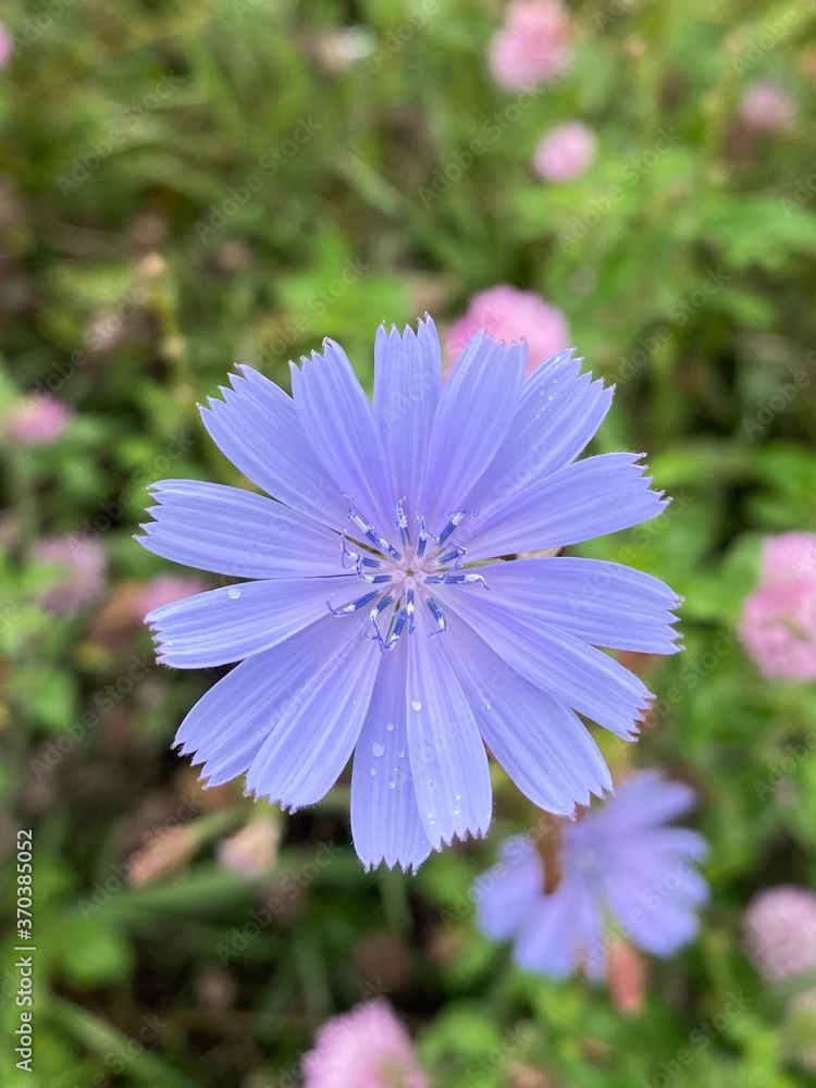 Obraz premium Prairie Flower