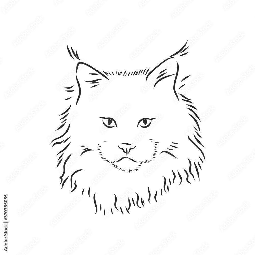 Maine coon cat portrait. Hand drawn vector illustration. Can be used separately from your design. Maine coon cat portrait. Hand drawn vector illustration. Can be used separately from your design.