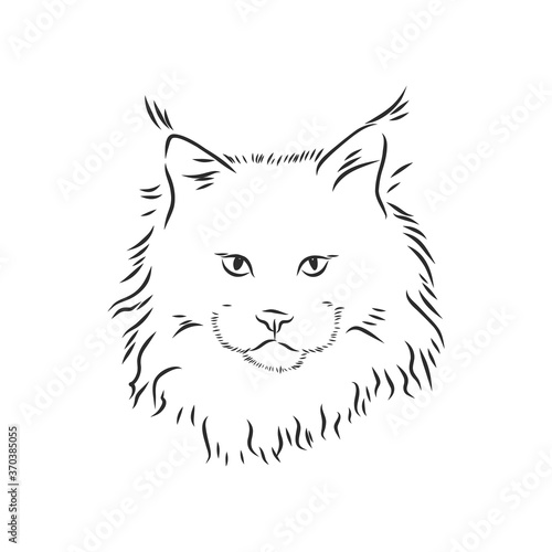 Maine coon cat portrait. Hand drawn vector illustration. Can be used separately from your design.