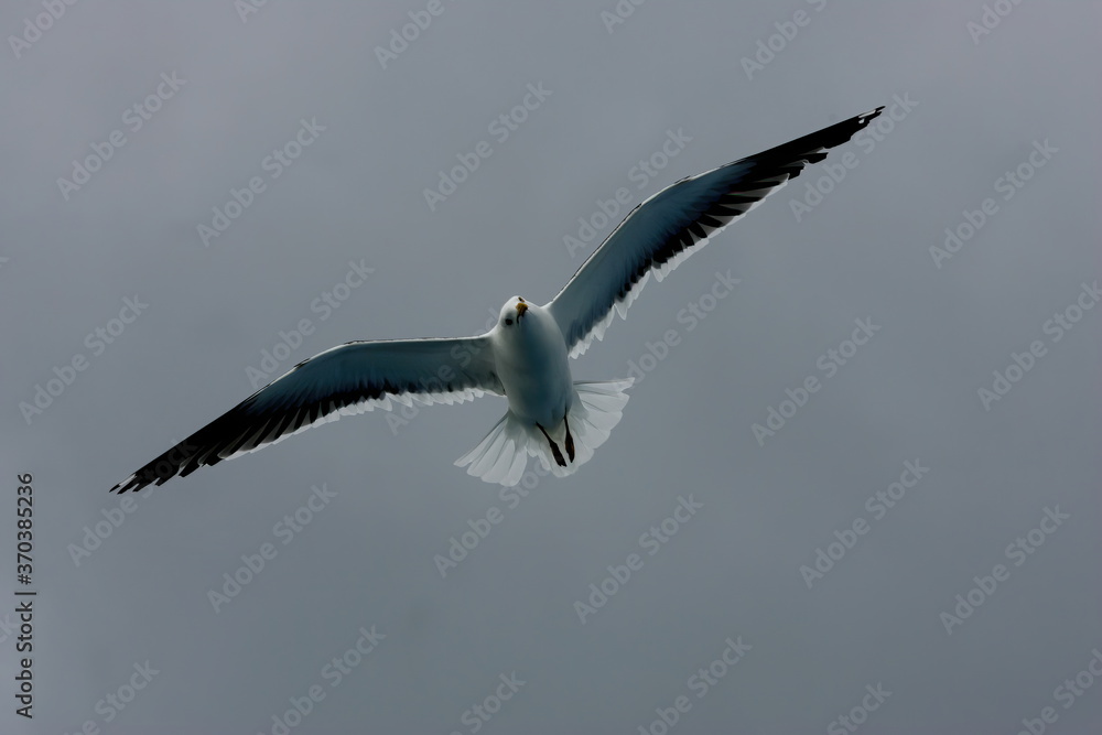 Beautiful Seagulls flying in the sky, gray sky with clouds, rainy day Beautiful Seagulls flying in the sky, gray sky with clouds, rainy day