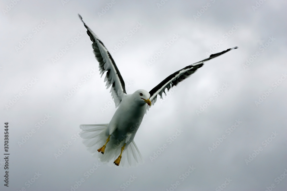 Fototapeta premium Beautiful Seagulls flying in the sky, gray sky with clouds, rainy day