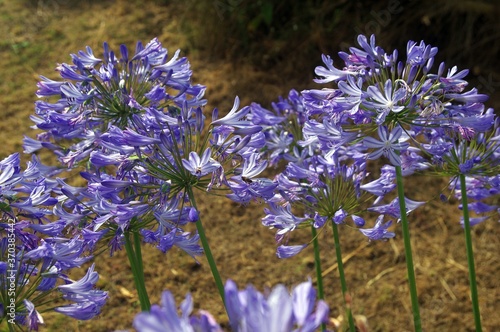 Blaue Agapanthus photo