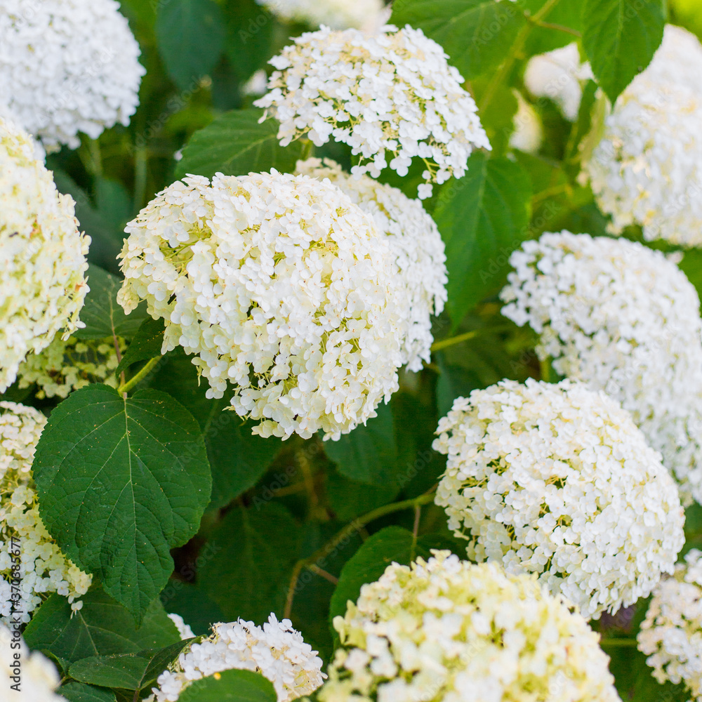 Flowers blossom on sunny day. Flowering hortensia plant. White Hydrangea macrophylla blooming in spring and summer in a garden. Web banner, nature background Flowers blossom on sunny day. Flowering hortensia plant. White Hydrangea macrophylla blooming in spring and summer in a garden. Web banner, nature background