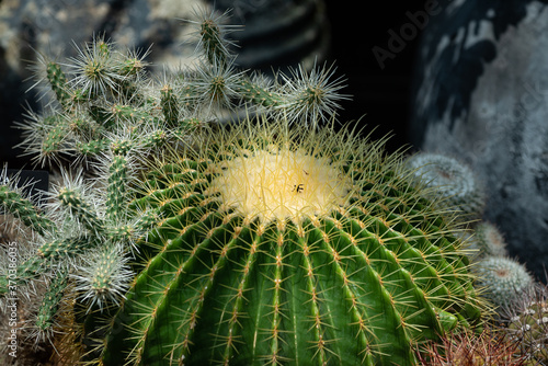 Fotografie Cactus round botany beautiful color drown flower