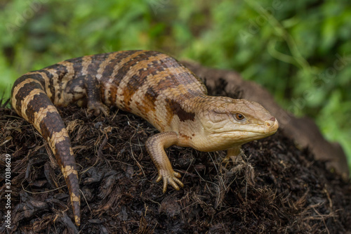 Tableau sur toile blue-tongued skink  lizard  (Tiliqua gigas)