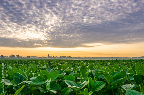 crop field and cloudy blue sky