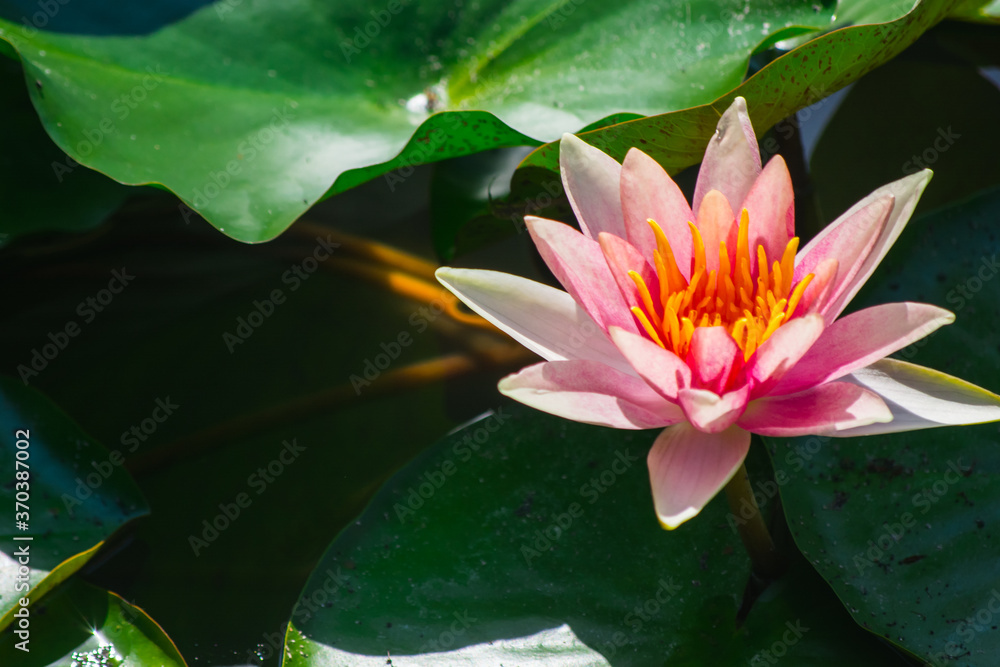Pink waterlily, lotus bud in a pond close up