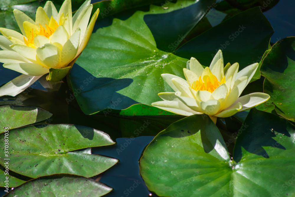 Two bright yellow water lilies, lotuses close-up. Two bright yellow water lilies, lotuses close-up.