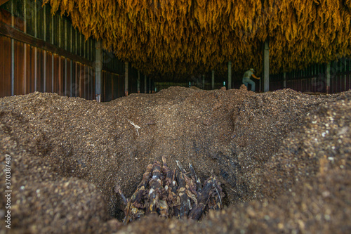 tobacco dark-fire curing process