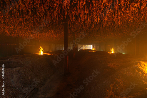 tobacco dark-fire curing process
