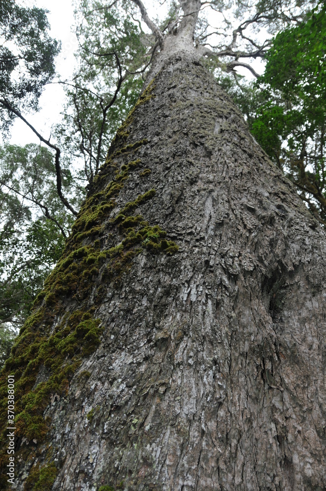 The Outeniqua yellowwood is an evergreen conifer often growing up to about 150 feet tall, but known to reach 200 feet. The Outeniqua yellowwood is an evergreen conifer often growing up to about 150 feet tall, but known to reach 200 feet.